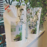 バーデンス【ハーブ🌿】